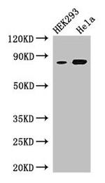 MFI2 Antibody in Western Blot (WB)