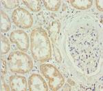 MTX2 Antibody in Immunohistochemistry (Paraffin) (IHC (P))