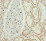 MTX2 Antibody in Immunohistochemistry (Paraffin) (IHC (P))