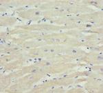 MTX2 Antibody in Immunohistochemistry (Paraffin) (IHC (P))