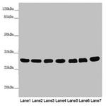 MTX2 Antibody in Western Blot (WB)