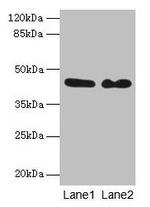 NCK2 Antibody in Western Blot (WB)