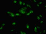 NTHL1 Antibody in Immunocytochemistry (ICC/IF)