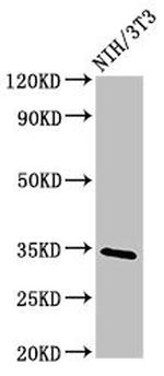 NTHL1 Antibody in Western Blot (WB)