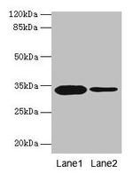 Mimecan Antibody in Western Blot (WB)