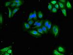 Oxytocin Antibody in Immunocytochemistry (ICC/IF)