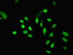 PHF10 Antibody in Immunocytochemistry (ICC/IF)