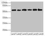 PHF10 Antibody in Western Blot (WB)