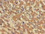 PHF21A Antibody in Immunohistochemistry (Paraffin) (IHC (P))