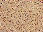 PHF21A Antibody in Immunohistochemistry (Paraffin) (IHC (P))