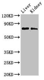 PHF21A Antibody in Western Blot (WB)