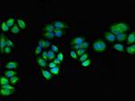 PPOX Antibody in Immunocytochemistry (ICC/IF)