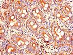 Trypsin 2 Antibody in Immunohistochemistry (Paraffin) (IHC (P))