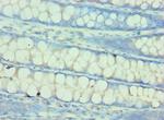 QARS Antibody in Immunohistochemistry (Paraffin) (IHC (P))