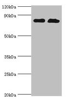 QARS Antibody in Western Blot (WB)