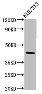 RBMS1 Antibody in Western Blot (WB)