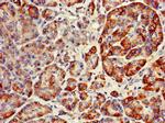 RNF126 Antibody in Immunohistochemistry (Paraffin) (IHC (P))