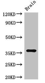 RNF126 Antibody in Western Blot (WB)