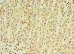 RNF212 Antibody in Immunohistochemistry (Paraffin) (IHC (P))