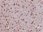 RPL19 Antibody in Immunohistochemistry (Paraffin) (IHC (P))