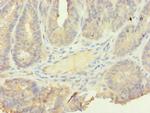 SFI1 Antibody in Immunohistochemistry (Paraffin) (IHC (P))