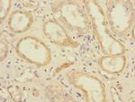 SLC1A7 Antibody in Immunohistochemistry (Paraffin) (IHC (P))