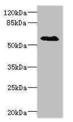 SLC1A7 Antibody in Western Blot (WB)