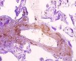 SNX20 Antibody in Immunohistochemistry (Paraffin) (IHC (P))