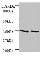 SNX20 Antibody in Western Blot (WB)