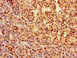 SOX9 Antibody in Immunohistochemistry (Paraffin) (IHC (P))