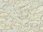 SQRDL Antibody in Immunohistochemistry (Paraffin) (IHC (P))