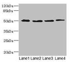 SQRDL Antibody in Western Blot (WB)