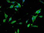 Synaptojanin 1 Antibody in Immunocytochemistry (ICC/IF)