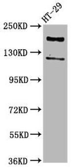 Synaptojanin 1 Antibody in Western Blot (WB)