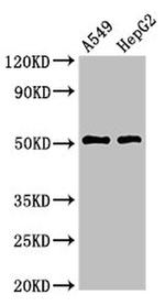 TAT Antibody in Western Blot (WB)