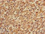 TGDS Antibody in Immunohistochemistry (Paraffin) (IHC (P))