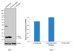 IFITM3 Antibody