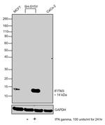 IFITM3 Antibody