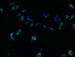 TMEM165 Antibody in Immunocytochemistry (ICC/IF)