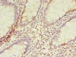 TMEM165 Antibody in Immunohistochemistry (Paraffin) (IHC (P))