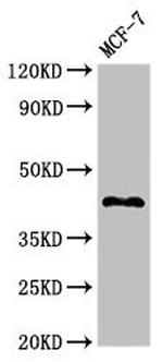 STING Antibody in Western Blot (WB)