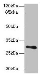 T176B Antibody in Western Blot (WB)