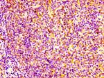 GM2A Antibody in Immunohistochemistry (Paraffin) (IHC (P))