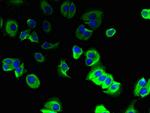 TMEM91 Antibody in Immunocytochemistry (ICC/IF)