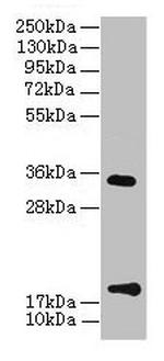 TMEM91 Antibody in Western Blot (WB)