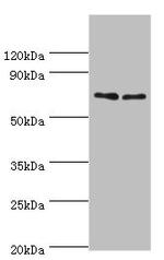 DR6 Antibody in Western Blot (WB)