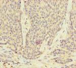 UACA Antibody in Immunohistochemistry (Paraffin) (IHC (P))