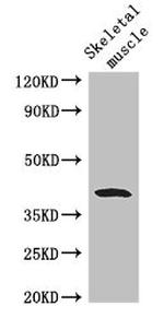 WISP1 Antibody in Western Blot (WB)