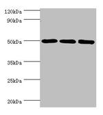 ZMYND10 Antibody in Western Blot (WB)