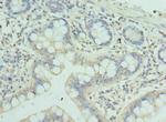 ZSCAN9 Antibody in Immunohistochemistry (Paraffin) (IHC (P))